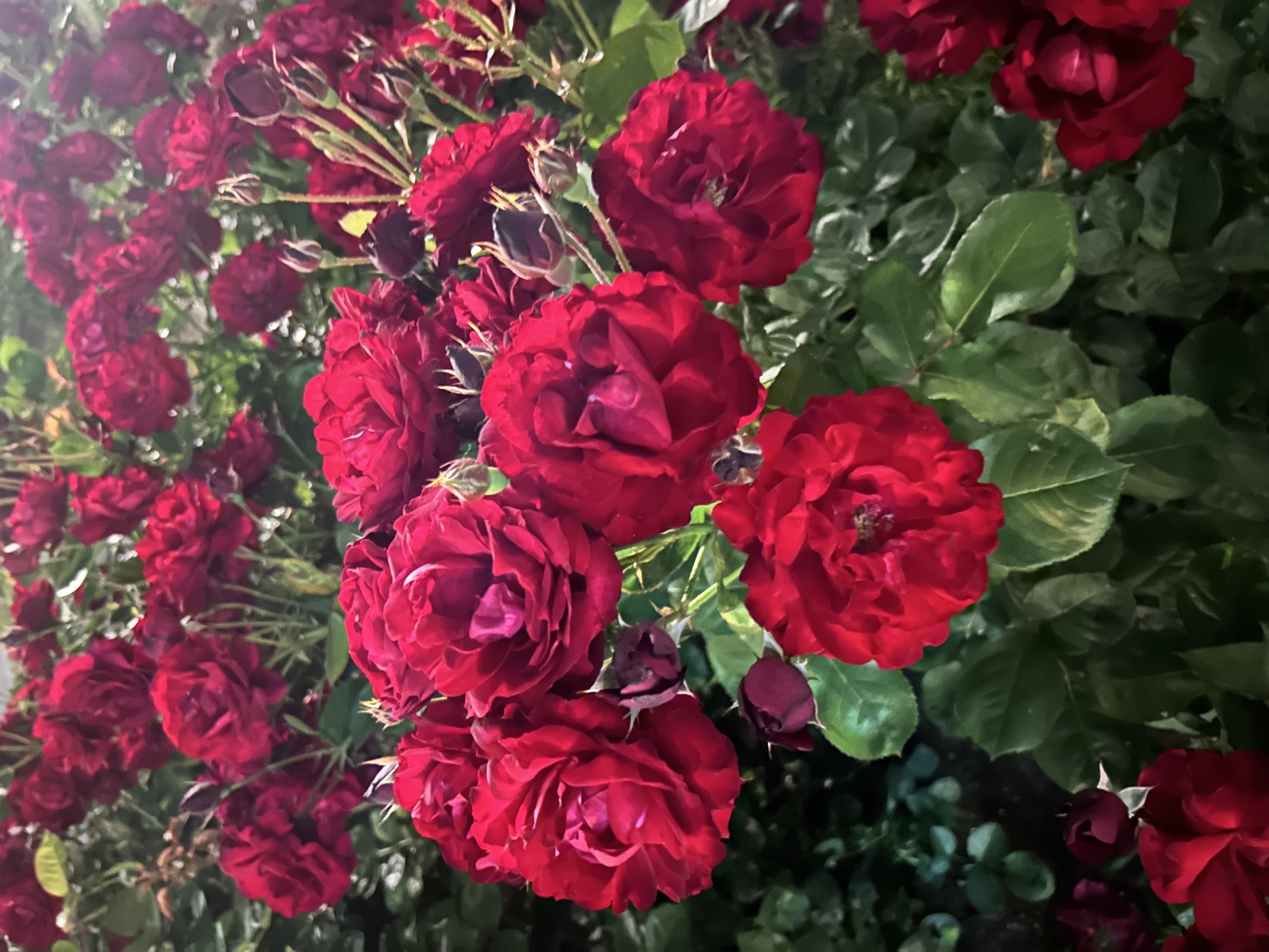 はな / 1番すきなお花 写メ日記