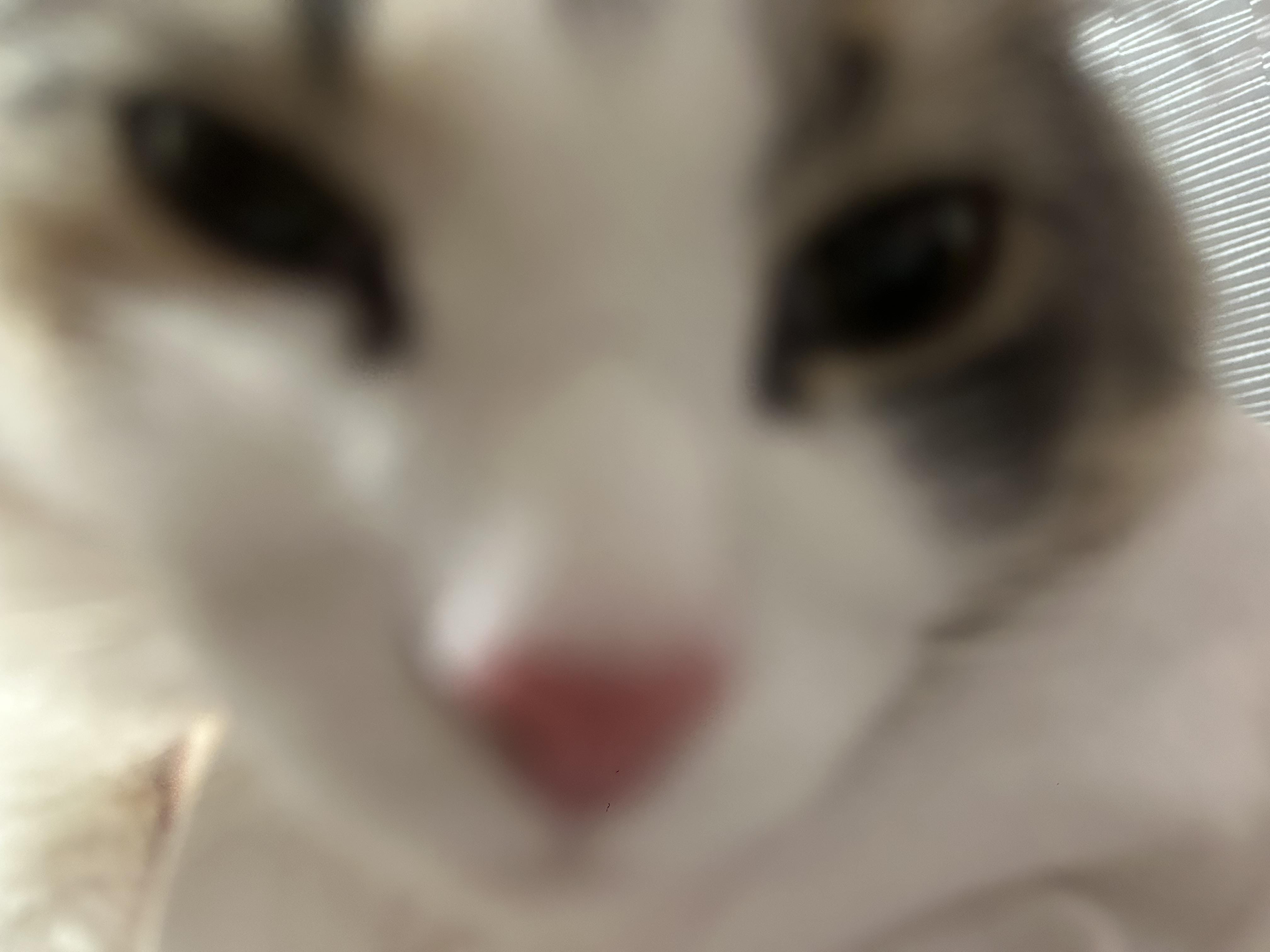 ねむ / います♡♡ 写メ日記